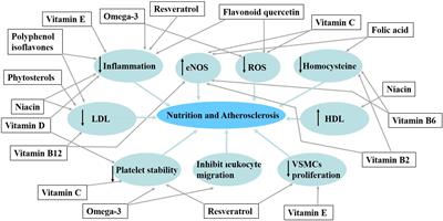 The Relationship Between Nutrition and Atherosclerosis